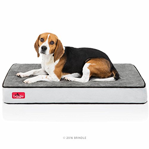 Brindle 4 Inch Memory Foam Orthopedic Dog Bed – Removable Velour Cover with Waterproof Liner – Medium Charcoal Black 34 Inch x 22 Inch