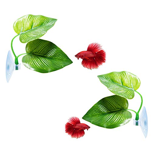 CousDUoBe 2 Pack Betta Fish Leaf Pad Improves Betta’s Health by Simulating The Natural Habitat – Natural, Organic, Comfortable Rest Area for Fish Aquarium