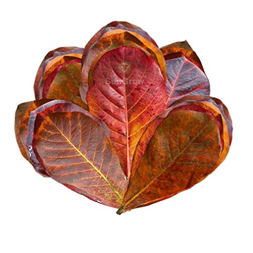 50 Mini Catappa Leaves – Best way to create Tropical rainforest environment for Betta & Gouramis – Beneficial Leaf tannin turns water black, lowers pH naturally – Boosts health and breeding chances