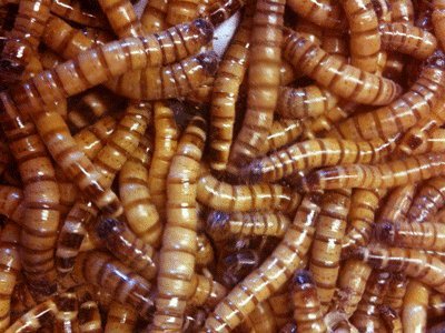 Live Superworms – Kingworms for Feeding Reptiles, Chickens, Fish (500)