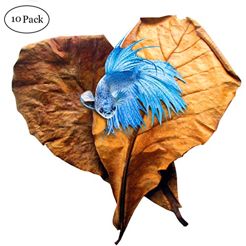 SunGrow Betta Leaves Replicate Natural Habitat for Betta & Improve Well-Being – Tannin Improves Immunity, Prevents Harmful Bacterial Growth – Easy to use, add 1 Piece per Water Change